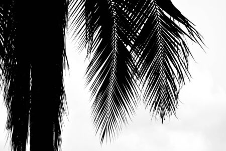 silhouette of palm coconut leaves and tree isolated on white backgroundの写真素材