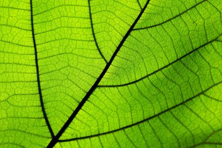 perfect green leaf patterns - closeupの写真素材