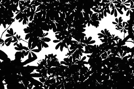 beautiful silhouette leaf treeの写真素材