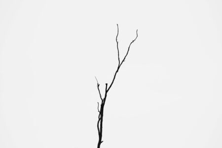 Bare tree branches on a pale grey backgroundの写真素材