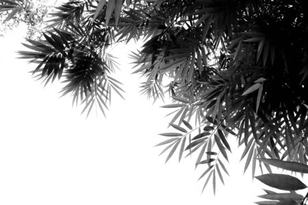 Green bamboo leaves on a white backgroundの写真素材