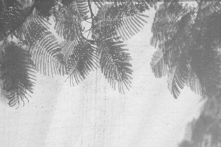 shadow of branches and leaves on a white wallの写真素材