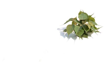 little bodhi tree survival at the wall isolated on white background.の写真素材