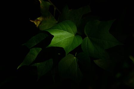 vine leaf in the darkの写真素材