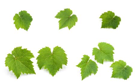 collection of green grape leaves isolated on white backgroundの写真素材