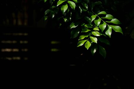 green leaf and branch in the forestの写真素材