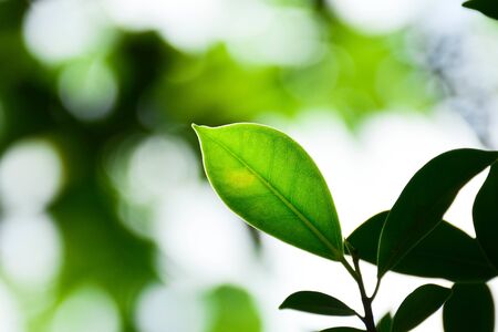 green leaf textureの写真素材