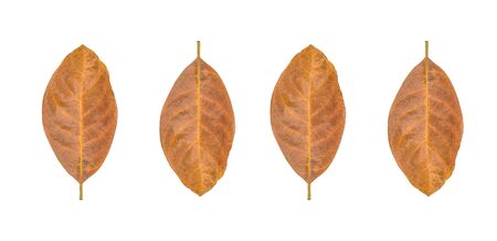 orange dry leaves isolated on white background