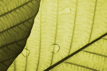 perfect gold leaf patterns - closeupの写真素材