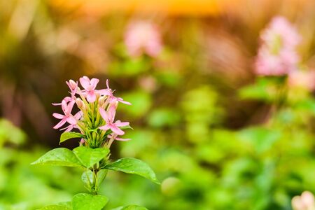 small pink flower in the morning.の写真素材