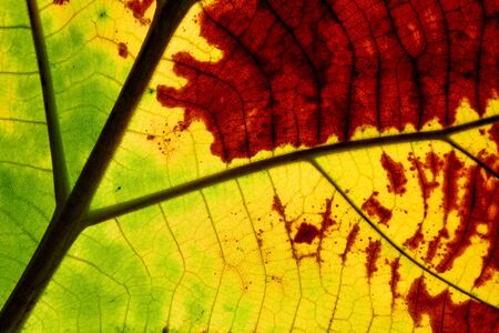 close up brown leaf texture, dry leaf textureの写真素材