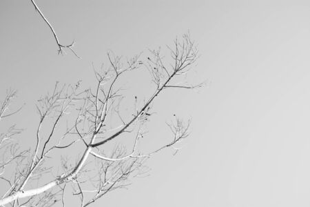 Bare tree branches - worm eye view - monochromeの写真素材