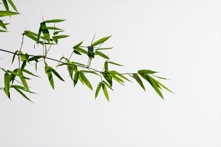 Green bamboo leaves on pale white backgroundの写真素材