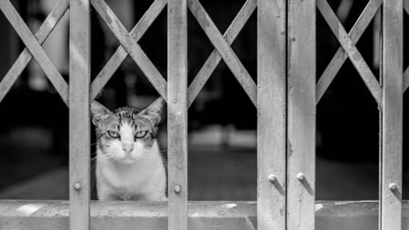 Stray cat in urban - monochromeの写真素材
