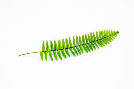 green fern leaf isolated on white backgroundの写真素材