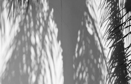 palm leaves shadow on cement wallの写真素材