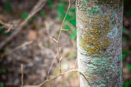 old tree with lichen in the jungle.の写真素材