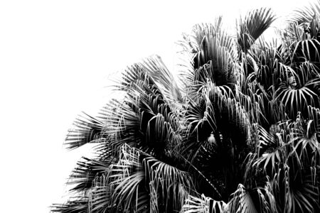 perfect palms leaf on white backgroundの写真素材