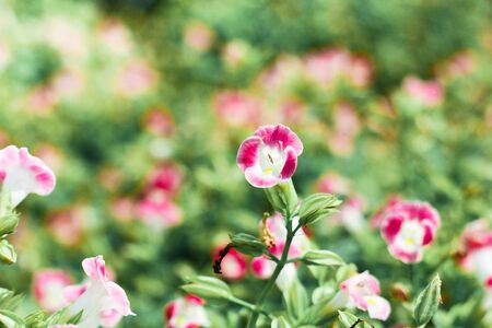 pink flowerの写真素材