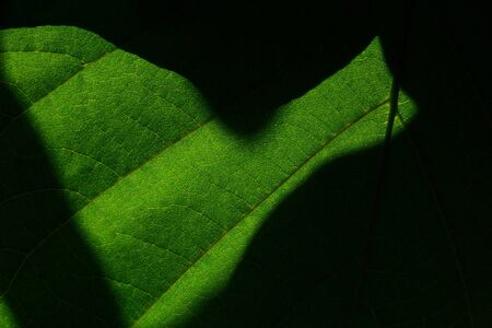 green leaf textureの写真素材
