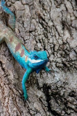 blue chameleon in tropical area on the treeの写真素材