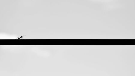 Silhouette of ant on a wire - backgroundの写真素材