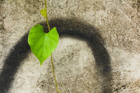 green ivy leaves front the old and grunge concrete wall
