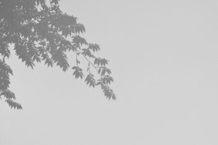 reflection of branch and leaf  in the water - monochrome