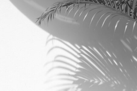 palm leaf shadow on white concrete wall- monochromeの写真素材