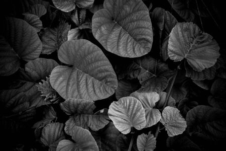 leaf pattern in nature - closeup - monochromeの写真素材