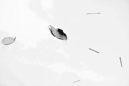 fallen leaf on hood of the carの写真素材