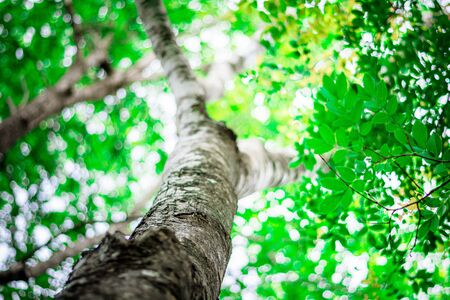 brown tree bark texture of a big trees in the forest.の写真素材