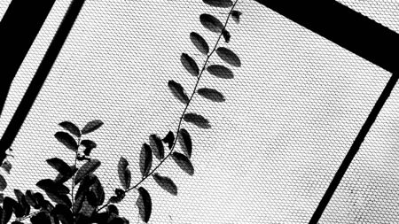 closeup ivy at wire mesh - monochrome