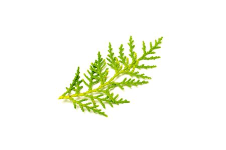 green pine leaves and twig isolated on white background.の写真素材