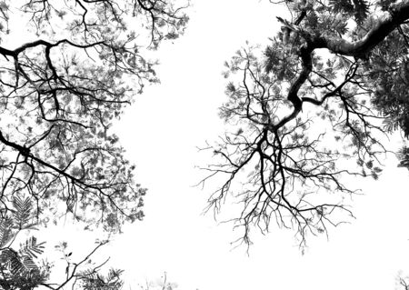 Bare tree branches on a pale white backgroundの写真素材