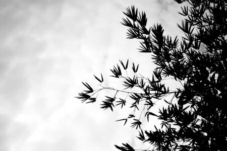 silhouette of bamboo leaves - monochromeの写真素材