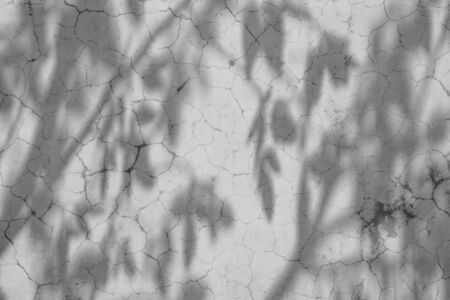 shadow of branches and leaves on a white wall