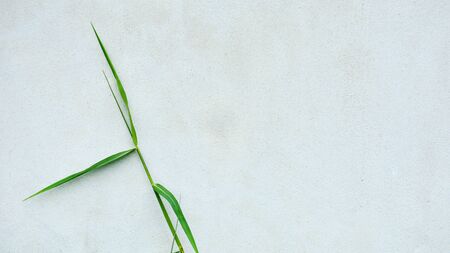 Green grass leaf and old white cement wall backgroundの写真素材