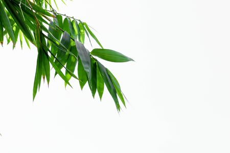 Green bamboo leaves on a white backgroundの写真素材
