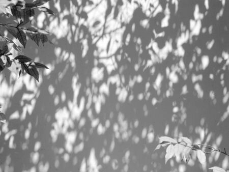 shadow of the leaves on a white wall