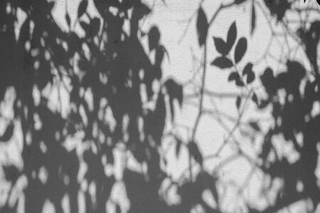 shadow of the leaves on a white wallの写真素材