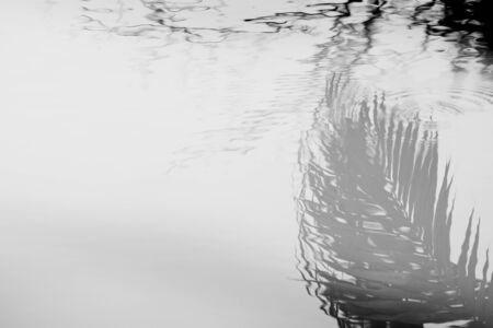 palm coconut leaves perfect reflection in waterの写真素材