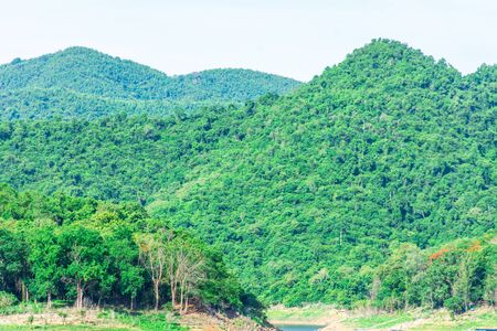 Green tree at rainforest in southeast asia. - summertime.の写真素材