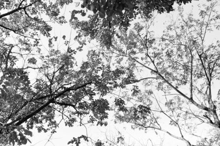 Bare tree branches on a pale white backgroundの写真素材