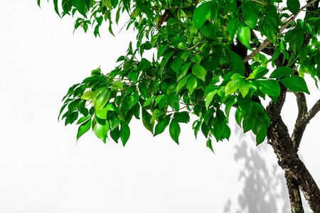 tree branch and leaf with shadow on a white concrete wallの写真素材