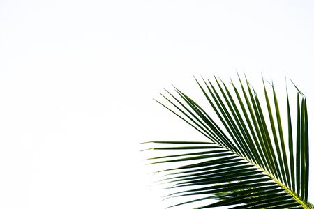 green palm leaves isolated on white backgroundの写真素材