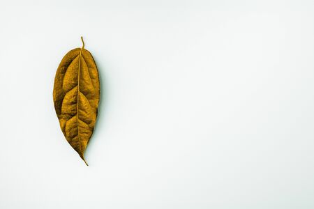 miracle of a golden leaves on white background. - season concept.