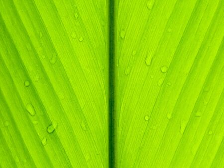 drop water on green leaf texture