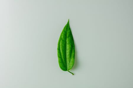 green leaves on white background.の写真素材