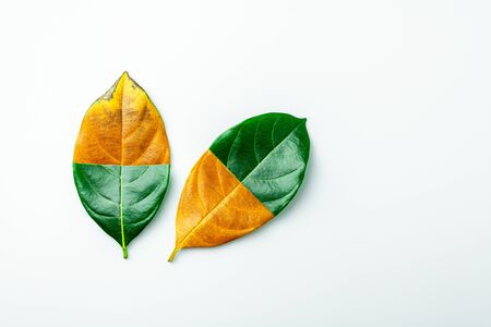 half of a green and brown dry leaves on white background. - season concept.の写真素材